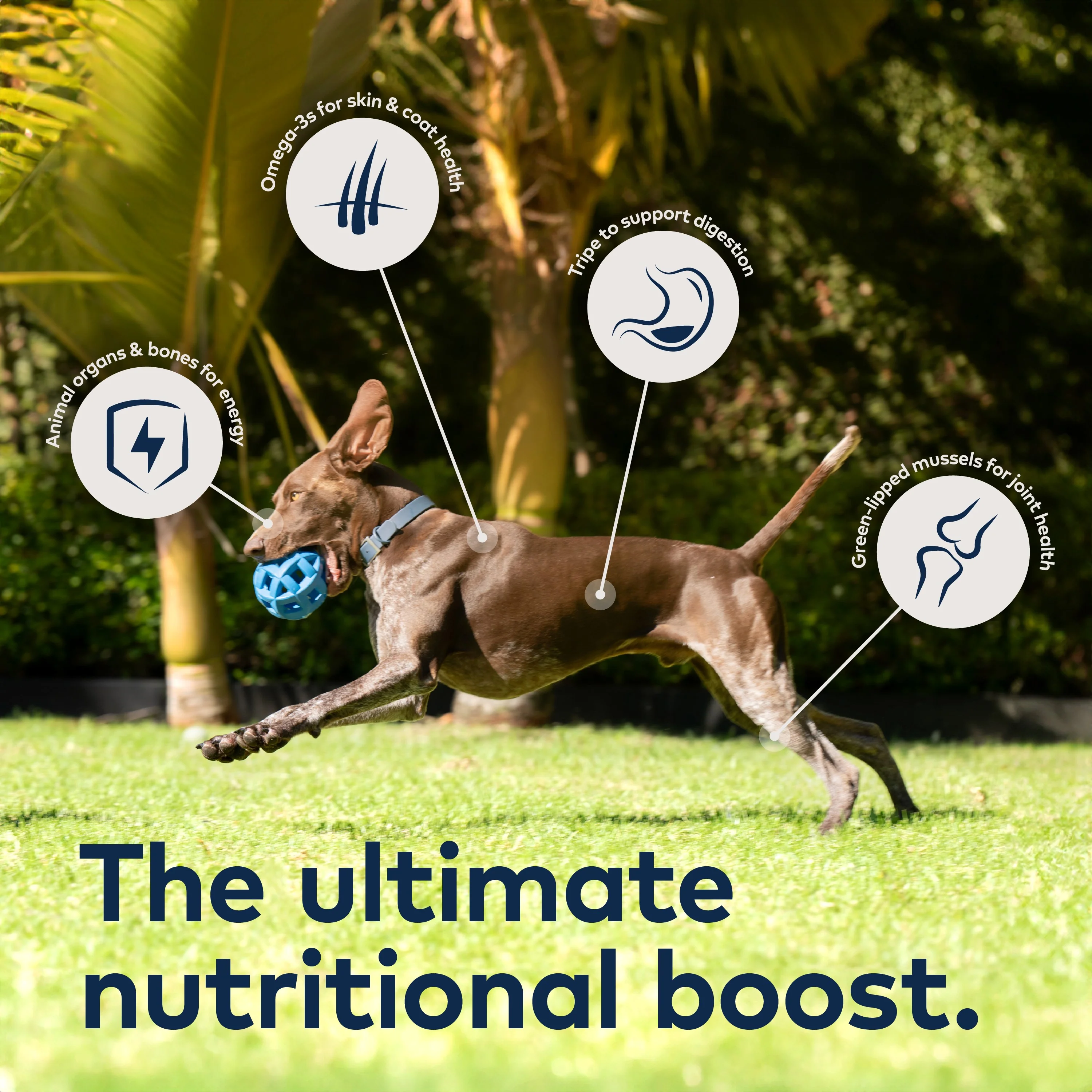 Air-Dried Dog Food - Beef – All Natural, High Protein, Grain Free, Limited Ingredient w/ Superfoods - Image 5