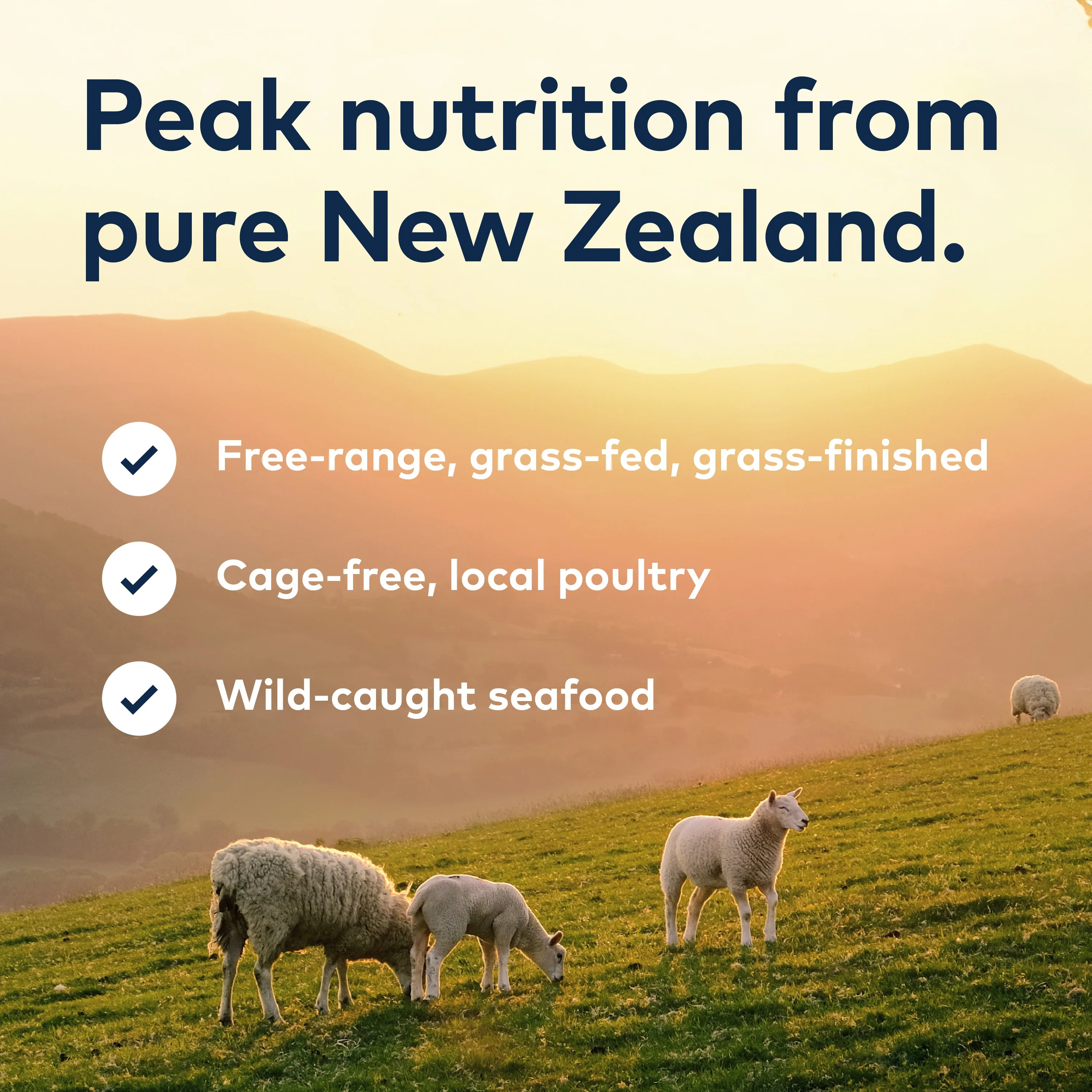 Air-Dried Cat Food- All Natural, High Protein, Grain Free, Limited Ingredient w/ Superfoods - Image 8