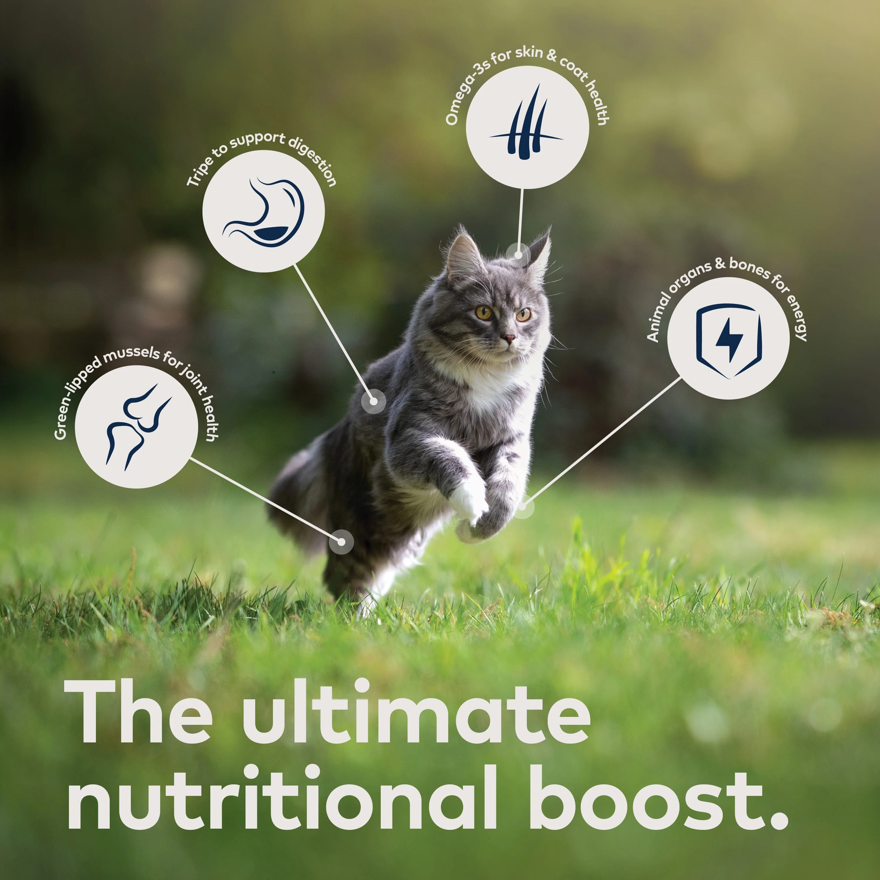 Canned Wet Cat Food - Venison – All Natural, High Protein, Grain Free, Limited Ingredient, with Superfoods - Image 5