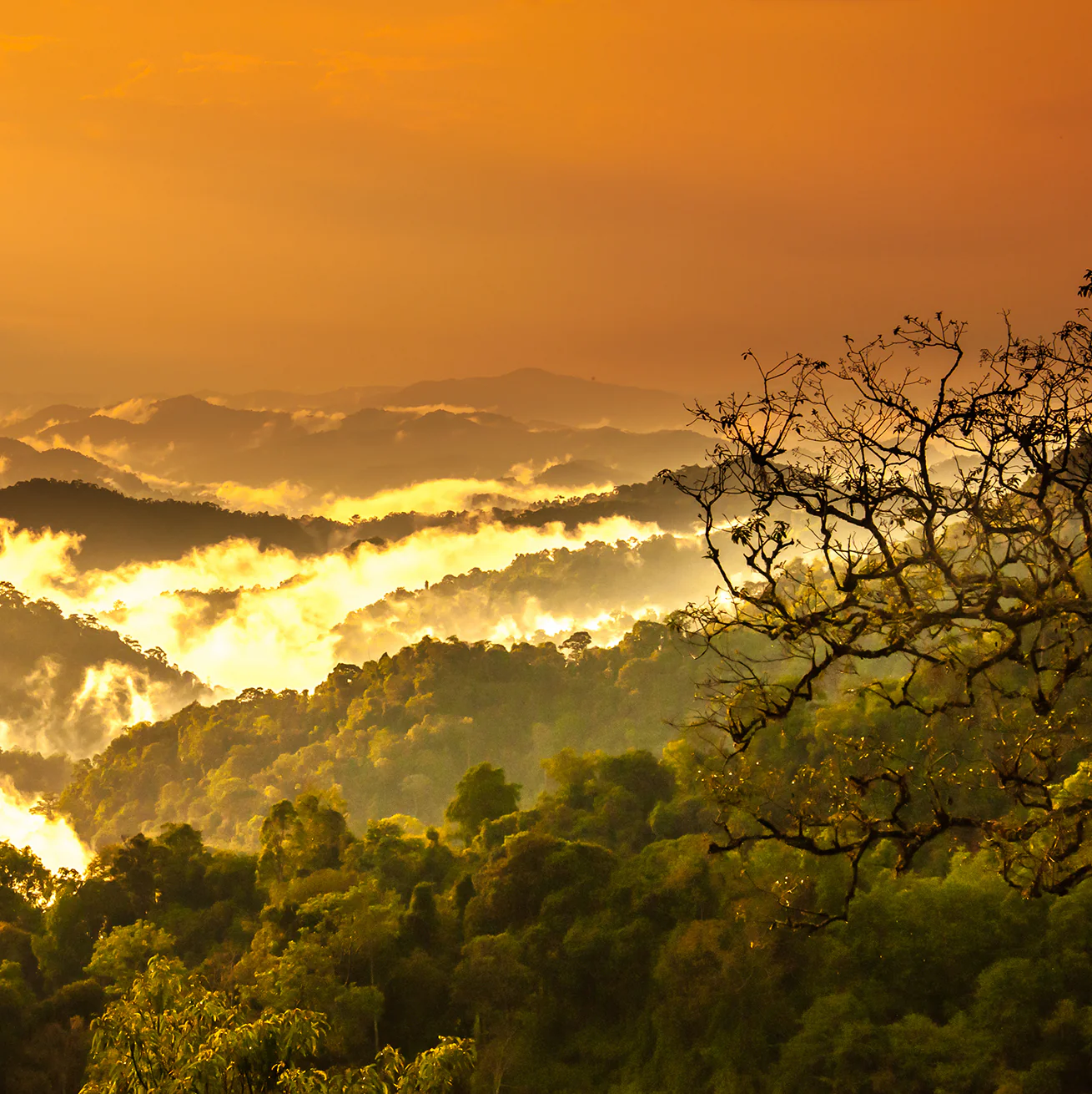 Protect the Brazilian Rainforest - Image 5