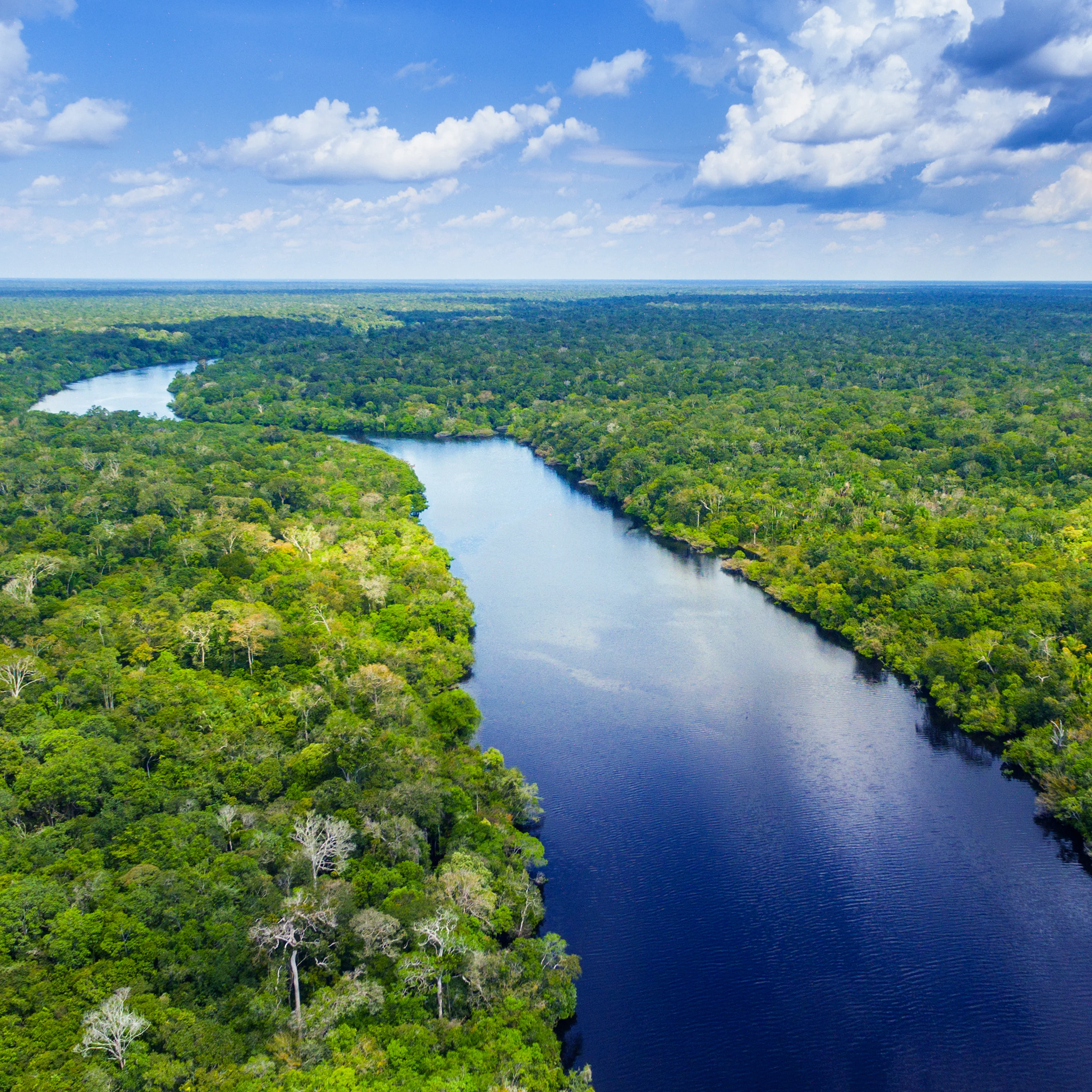 Protect the Brazilian Rainforest - Image 7