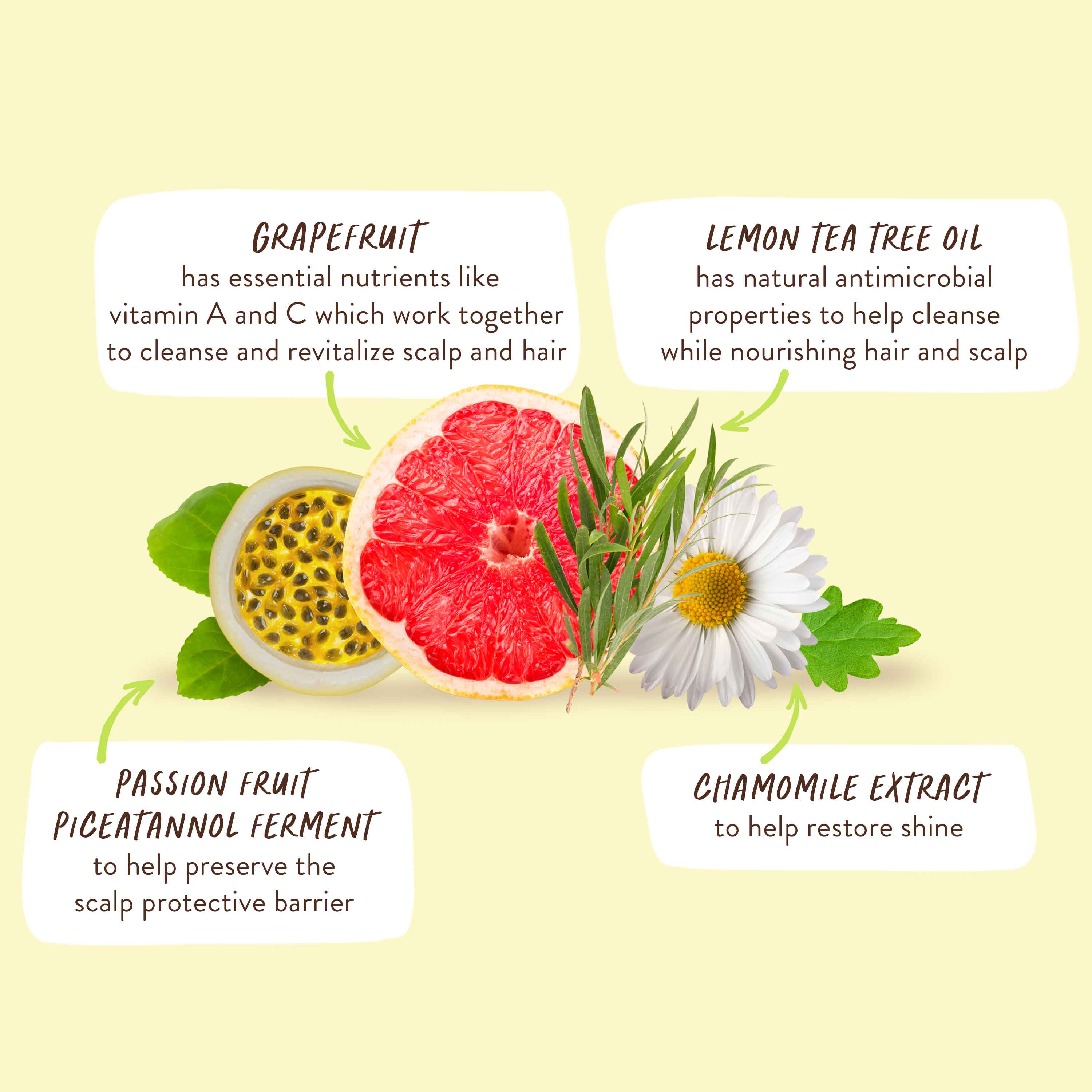 Purifying Conditioner for Flat, Oily hair - Image 6